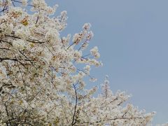 -红梅公园
