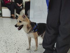 -瑞派康怡24h宠物医院·犬猫医疗中心·微创绝育(瑞景分院)