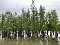 -白鹭湾湿地公园