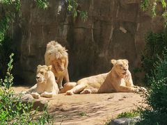 -北京野生动物园