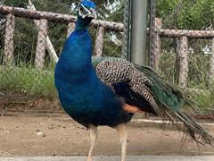 -青藏高原野生动物园