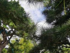 -龙华寺