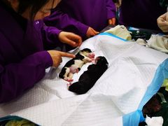 -爱侣宠医·鹦鹉专科·小型哺乳类·异宠专科(灵石路店)