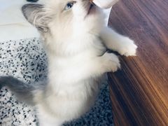 -猫十亿·布偶金渐层·曼基康矮脚猫舍(青年路店)