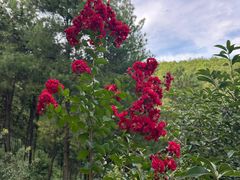 -铁山坪森林公园