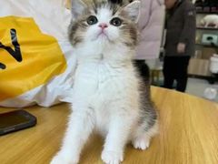 -柚子猫舍·精品猫舍购猫·猫咪认养·购宠·宠物店