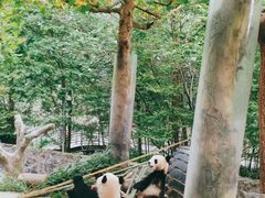 -都江堰中华大熊猫苑