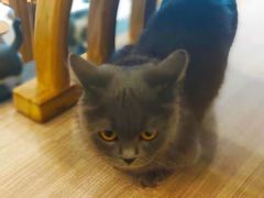 -飞行喵MR PILOT|猫舍·猫咖(静安大融城店)