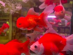 -三旗百汇商品城