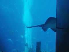 -亚特兰蒂斯•OSSIANO奥西亚诺海底餐厅