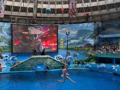 -海合安成都极地海洋公园