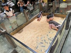 -造物庄园 萌宠纪(苏州湾歌林公园店)
