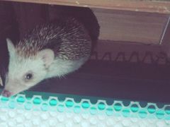 -仁华宠物医院(青羊店)