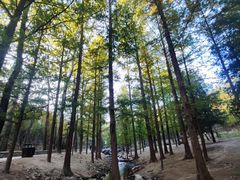 -白水寺森林公园
