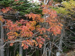 景点-富士山吉田線五合目