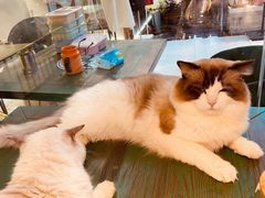 -喵喵咪呀布偶猫咖(春熙路店)