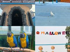 -海合安武汉极地海洋公园