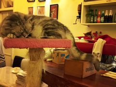 -猫色咖啡·猫咖