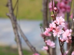 -春花秋色城市公园