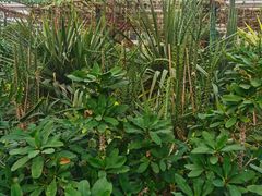 -南宫五洲植物乐园