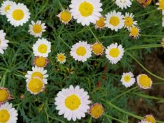 -南通洲际绿博园