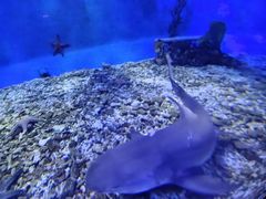 -太平洋海底世界