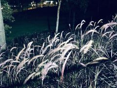 -白石龙音乐公园