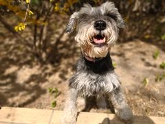 -欧奕国际动物医院