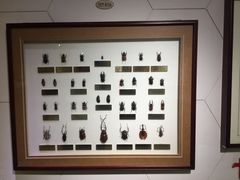 -上海昆虫博物馆