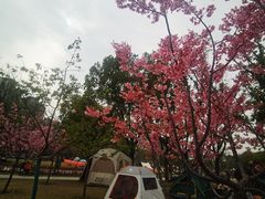 -新江湾城公园