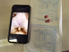 -宠爱国际动物医院· 猫科· 外科·中兽医(长白店)