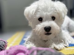 -翊宠yipet猫狗购宠庄园