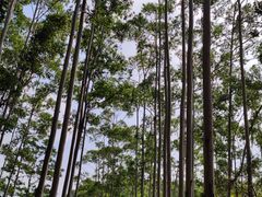 -黄埔油麻山森林公园