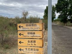 -金塔沙漠胡杨林景区