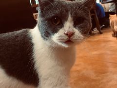 -more than meow吴止猫主题餐厅(承德 中船汇店)