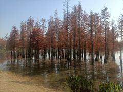 -白鹭湾湿地公园