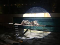 -清迈夜间动物园