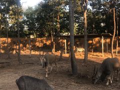 -清迈夜间动物园