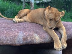 -北京野生动物园