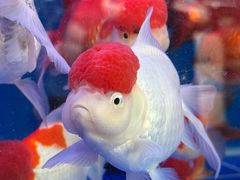 -青石桥花鸟鱼虫市场(叠翠城店)