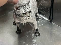 -宠爱国际动物医院·消化内科·心肾内科·ISFM猫友好(望京店)