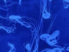-海合安武汉极地海洋公园