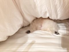 -PETKIT 小佩宠物·低压洗护·美容·寄养(安远店)