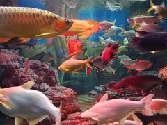 -上海海洋水族馆