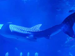 -烟台海昌鲸鲨海洋公园