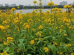 -海珠湖公园