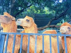 -泉州海丝野生动物世界