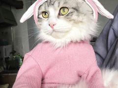 -米苏动物医院·犬猫专科·骨科外科内窥镜