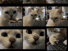 -万小咖.猫咖(中山路天虹店)