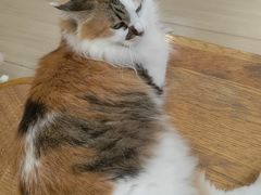 -是阿柴呀！柴犬咖啡·爱喵喵猫咖